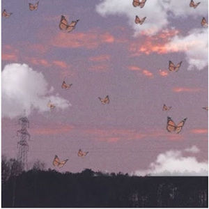 Meet your Posher, Rayanna